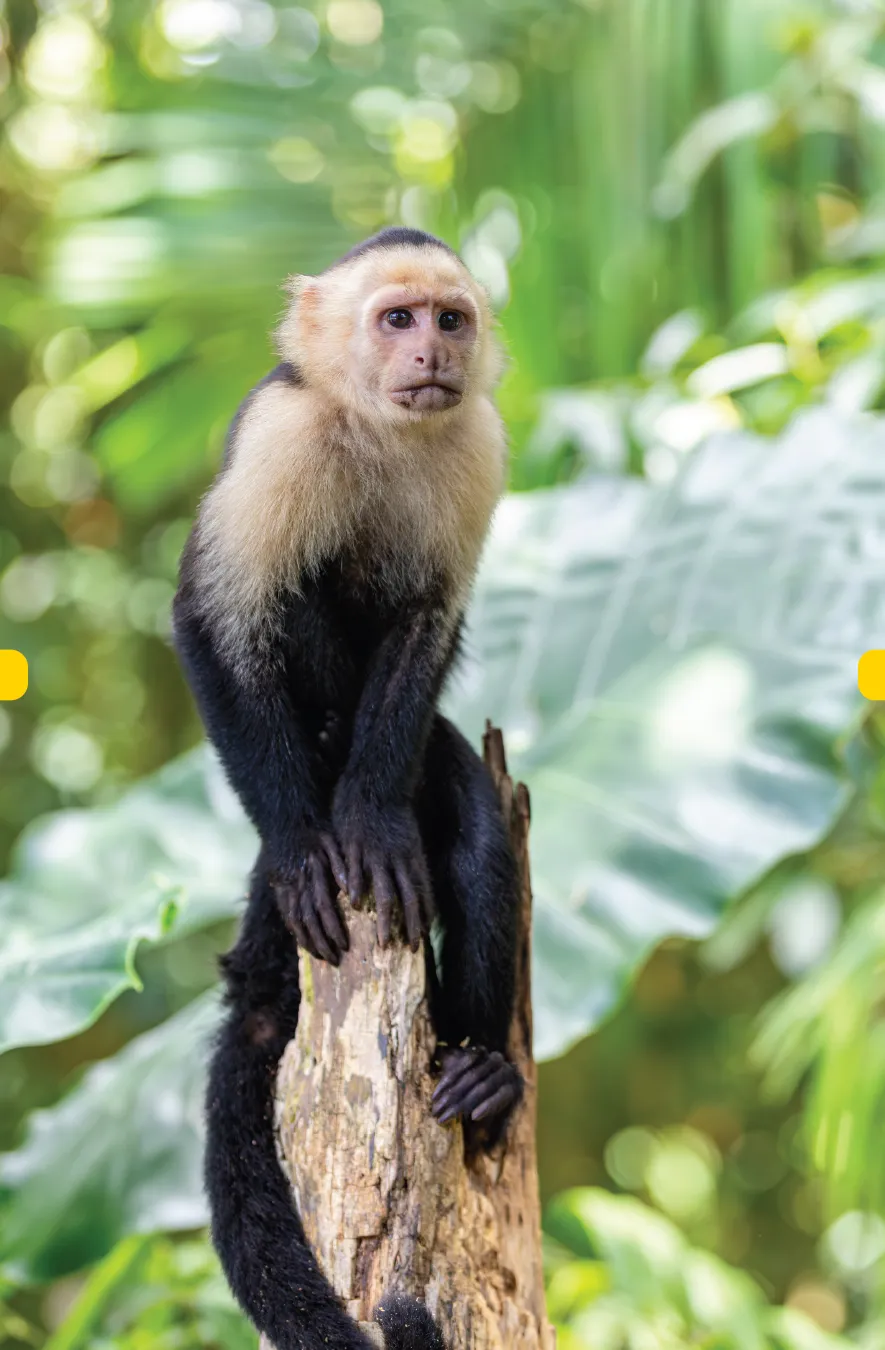 Manuel Antonio National Park